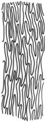 Weymouthia mollis. Mid laminal cells. Drawn from T.W.N. Beckett s.n., May 1889, CHR 624130, and J. Child 1740, CHR 432785.
 Image: R.C. Wagstaff © New Zealand Institute for Bioeconomy Science Limited 2026 CC-BY 3.0 NZ